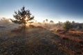 Sunrise sunshine through pine tree Royalty Free Stock Photo