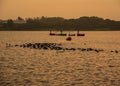 Sunrise with swans at Willen Lake, Milton Keynes