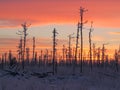 Sunrise in taiga Royalty Free Stock Photo