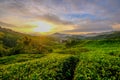 Sunrise in the tea-fields Royalty Free Stock Photo