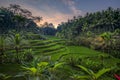 Sunrise at Tegalalang Rice Terrace, Ubud Bali Royalty Free Stock Photo