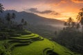 Sunrise at Tegalalang Rice Terrace, Ubud Bali indonesia.