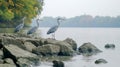 At sunrise, three grey herons stand on rocks that line a misty river Royalty Free Stock Photo