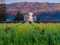 Sunrise on a traditional water tower and mustard flowers of Napa Valley, California