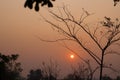 Sunrise with tree branch, Golden hour