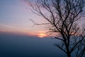 Tree dry not leaf on twilight sunset background Royalty Free Stock Photo