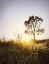 Sunrise tree