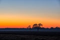 Sunrise tree by Ripon California