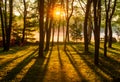 Sunrise Through the Trees Across a Misty Lake