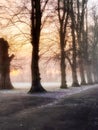 Sunrise through the trees in fog Royalty Free Stock Photo