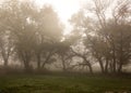 Sunrise through trees on a foggy fall morning Royalty Free Stock Photo