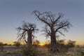 Sunrise between two young baobab trees Royalty Free Stock Photo