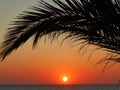 Sunrise under the palm trees.