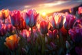 Sunrise in a vibrant tulip field, environmental concept, Generative AI