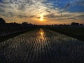 Sunrise view of the village\'s rice fields Royalty Free Stock Photo