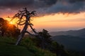 Dead tree against mountainous backdrop