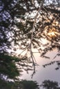 Sunrise view of Ishasha river, with acacia thorn tree Acacia sensu lato growing and the reflections on the water, Uganda Royalty Free Stock Photo