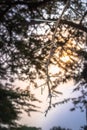 Sunrise view of Ishasha river, with acacia thorn tree Acacia sensu lato growing and the reflections on the water, Uganda Royalty Free Stock Photo