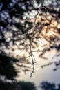 Sunrise view of Ishasha river, with acacia thorn tree Acacia sensu lato growing and the reflections on the water, Uganda Royalty Free Stock Photo