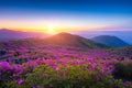 Sunrise view of royal azalea flowers at Hwangmaesan Mt near Hapcheon-gun, South Korea Royalty Free Stock Photo