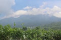 Sunrise view of tea plantation landscape , Sunset, dramatic sky and Tea Plantation in, Vibrant color & Sun effect , Tea plantation Royalty Free Stock Photo