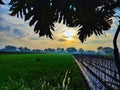 Sunrise view of the village\'s rice fields Royalty Free Stock Photo