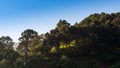 Sunrise views of a forest at a high mountain area