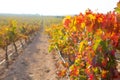 Sunrise in vineyard at Utiel Requena vineyards spain