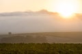 Sunrise in Vineyard at Villers-Marmery Royalty Free Stock Photo