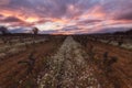 Sunrise in a vineyard in winter Royalty Free Stock Photo