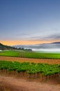 Sunrise in the vineyards Royalty Free Stock Photo