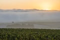 Sunrise in the Vineyards Villers-Marmery Royalty Free Stock Photo