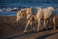 Sunrise walk on the beach