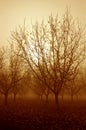 Sunrise and Walnut Trees