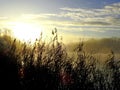 Sunrise and water reed on the water`s edge Royalty Free Stock Photo