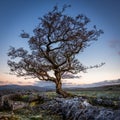 Sunrise on a Weathered hawthorn tree Royalty Free Stock Photo