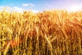 Sunrise on a wheat field