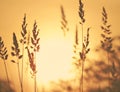 Sunrise Through The Wheat Fields Royalty Free Stock Photo