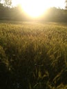 Sunrise at wheats fields