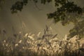 Sunrise and wild grasses, Bardia national park, Ne