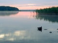 Sunrise wild lake landscape. Swimming duck reeds. Masuria in Poland