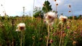 sunrise among wild thistles with flowers and dropping their seeds