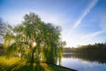 Sunrise Through a Willow Tree On A Blue Lake Royalty Free Stock Photo