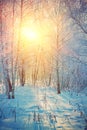 Sunrise in winter birch forest instagram stile Royalty Free Stock Photo
