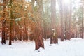 Sunrise in winter forest Royalty Free Stock Photo