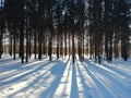 Sunrise in a winter forest. Tree trunks in the winter forest, long shadows on the snow Royalty Free Stock Photo