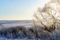 Sunrise in a winter forest with trees in hoarfrost.