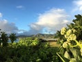 Sunrise in Winter at Kukui Heiau on Kauai Island, Hawaii. Royalty Free Stock Photo