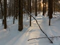 Sunrise winter mountain old fir forest