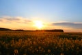 Sunrise yellow blooming meadow field Royalty Free Stock Photo